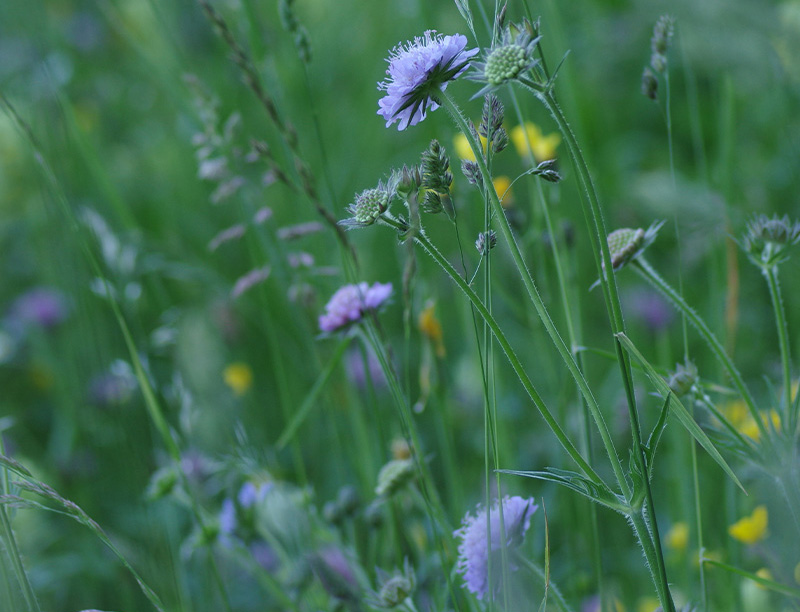 Raindrop Technique & Ätherische Öle