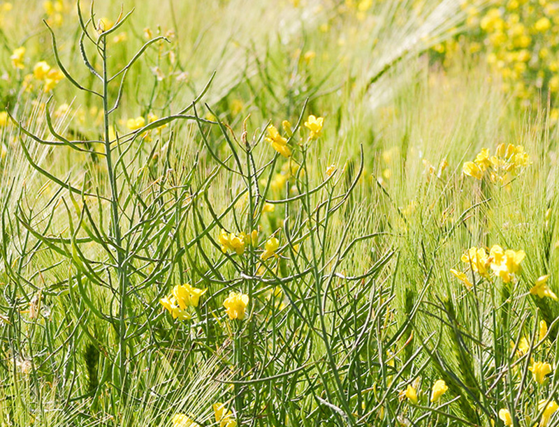 Supervision in der Craniosacral-Therapie