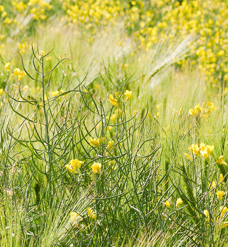 Supervision in der Craniosacral-Therapie